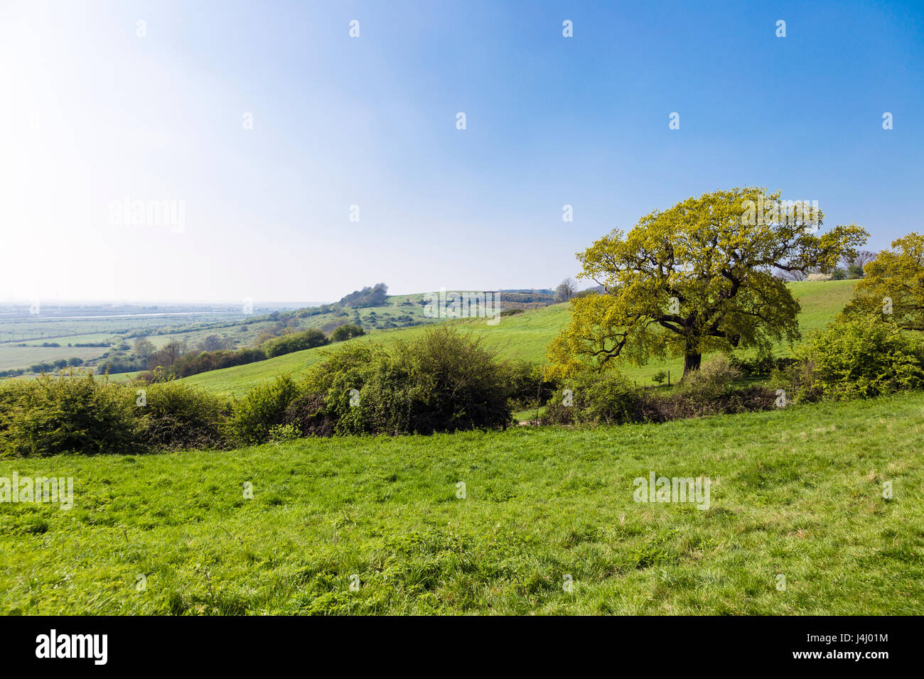View over Hadleigh Park, Essex, UK Stock Photo