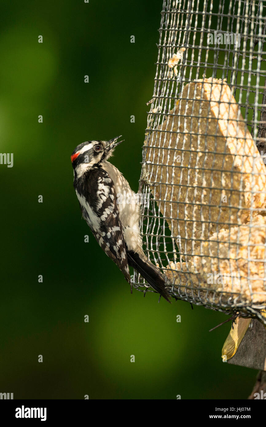 Male Downy Woodpecker on suet feeder Stock Photo Alamy