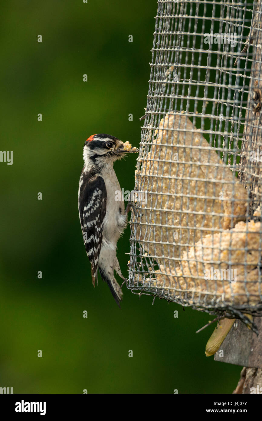 Male Downy Woodpecker on suet feeder Stock Photo Alamy