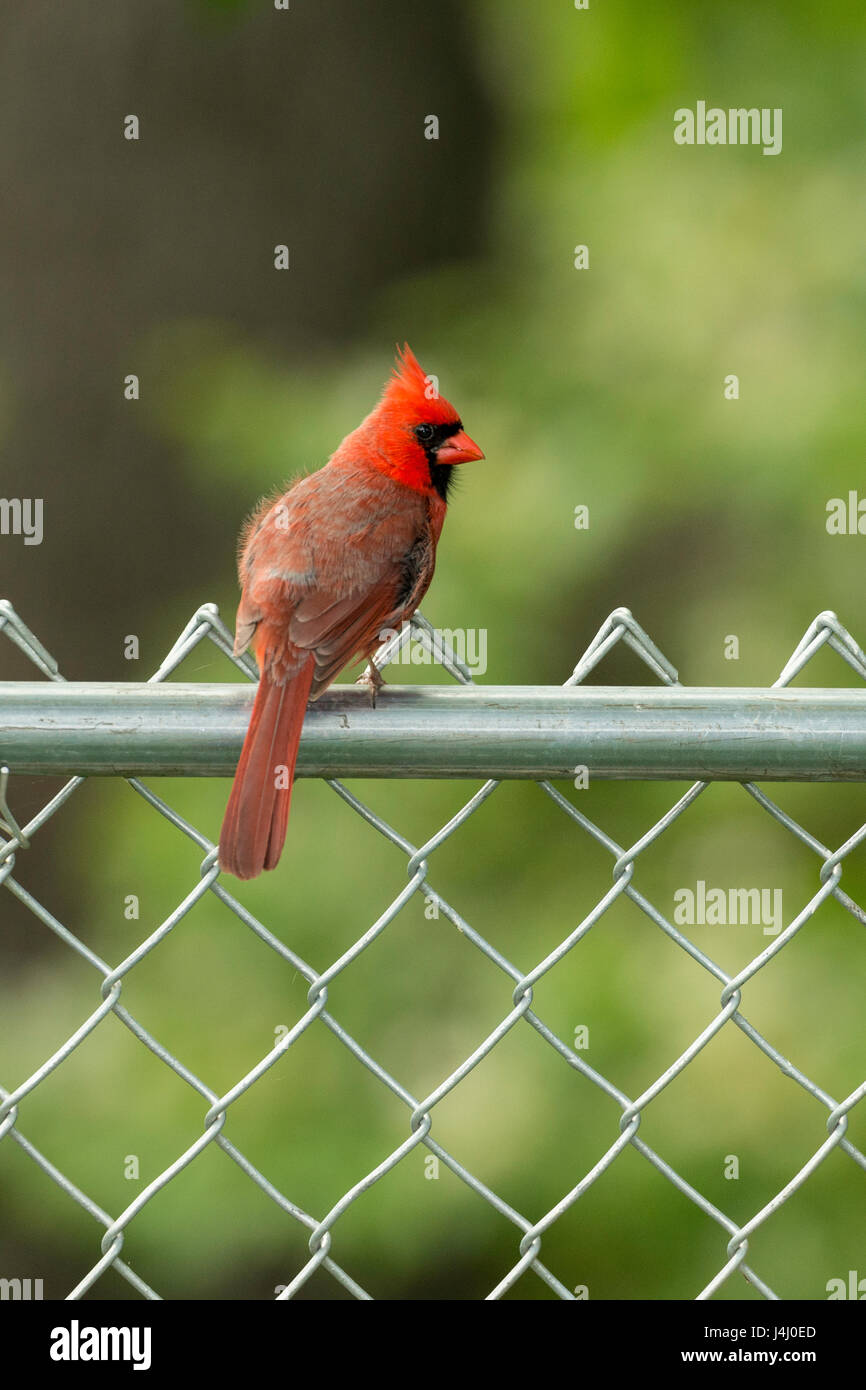 Male Northern Cardinal sitting on a backyard fence Stock Photo Alamy