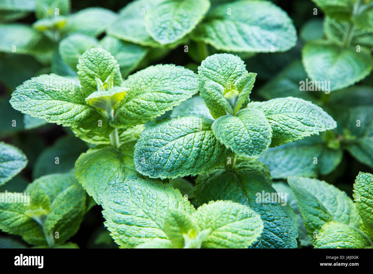Apple Mint (Mentha suaveolens) plant Stock Photo