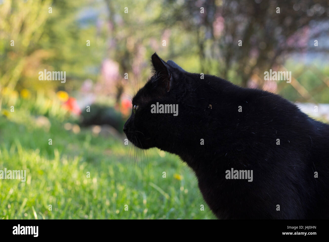 Domestic Black Cat in the Garden Stock Photo - Alamy