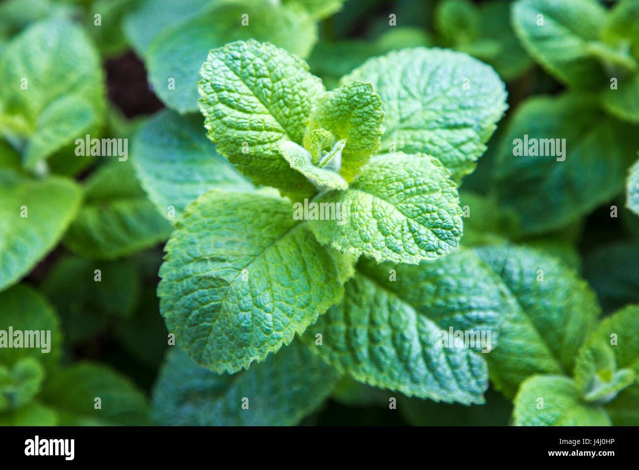 Apple Mint (Mentha suaveolens) plant Stock Photo
