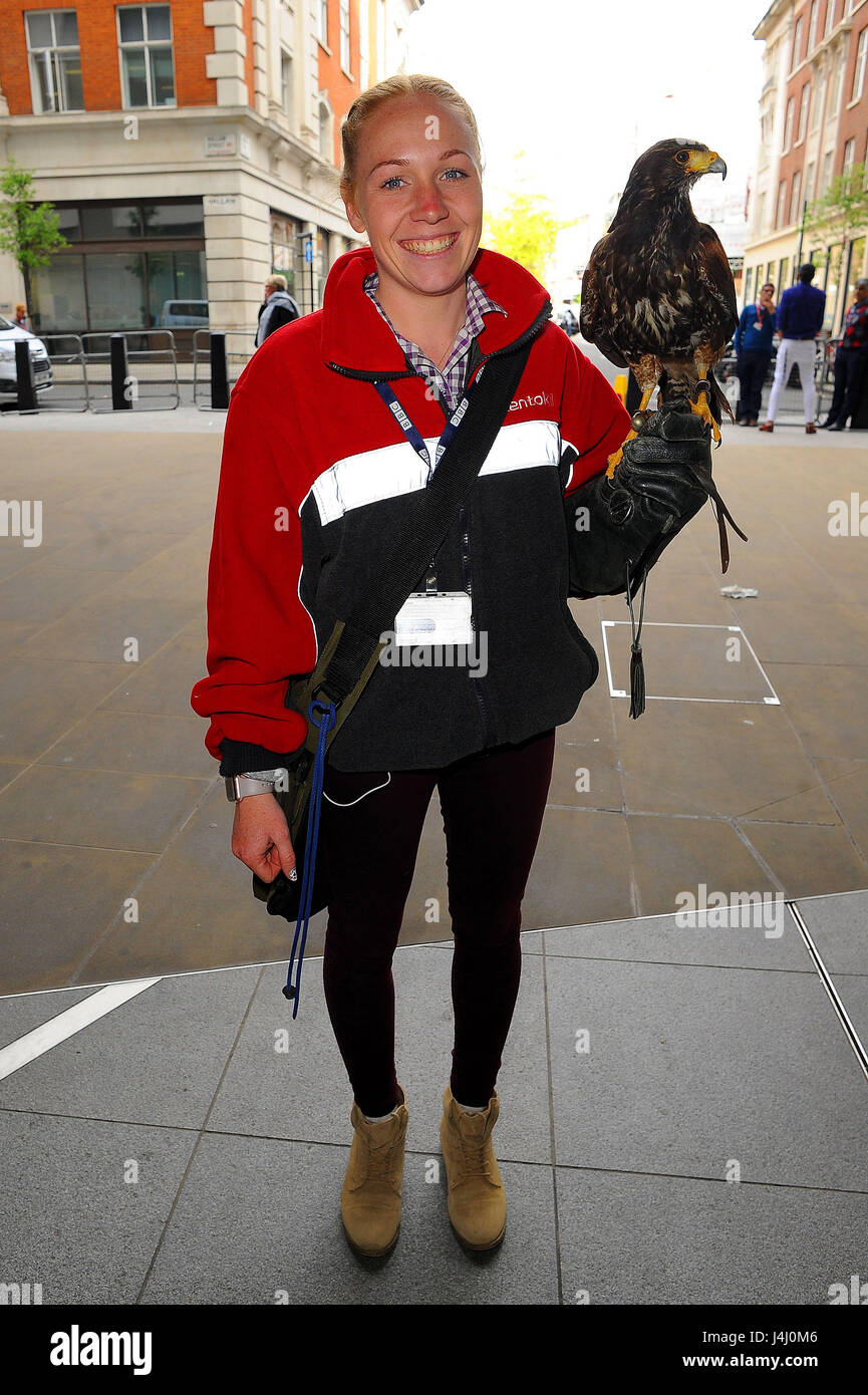 Jaime and Jerry the hawk working at BBC Headquarters. Jerry is a pigeon hunter in charge of scaring away unwanted birds from the commercial buildings  Featuring: Jaime and Jerry The Hawk Where: London, United Kingdom When: 11 Apr 2017 Credit: WENN.com Stock Photo