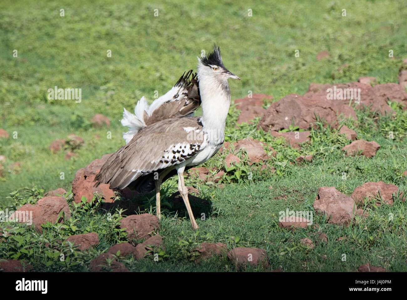Africa's Largest Flying Bird the Kori Bustard (Ardeotis kori) in Full ...