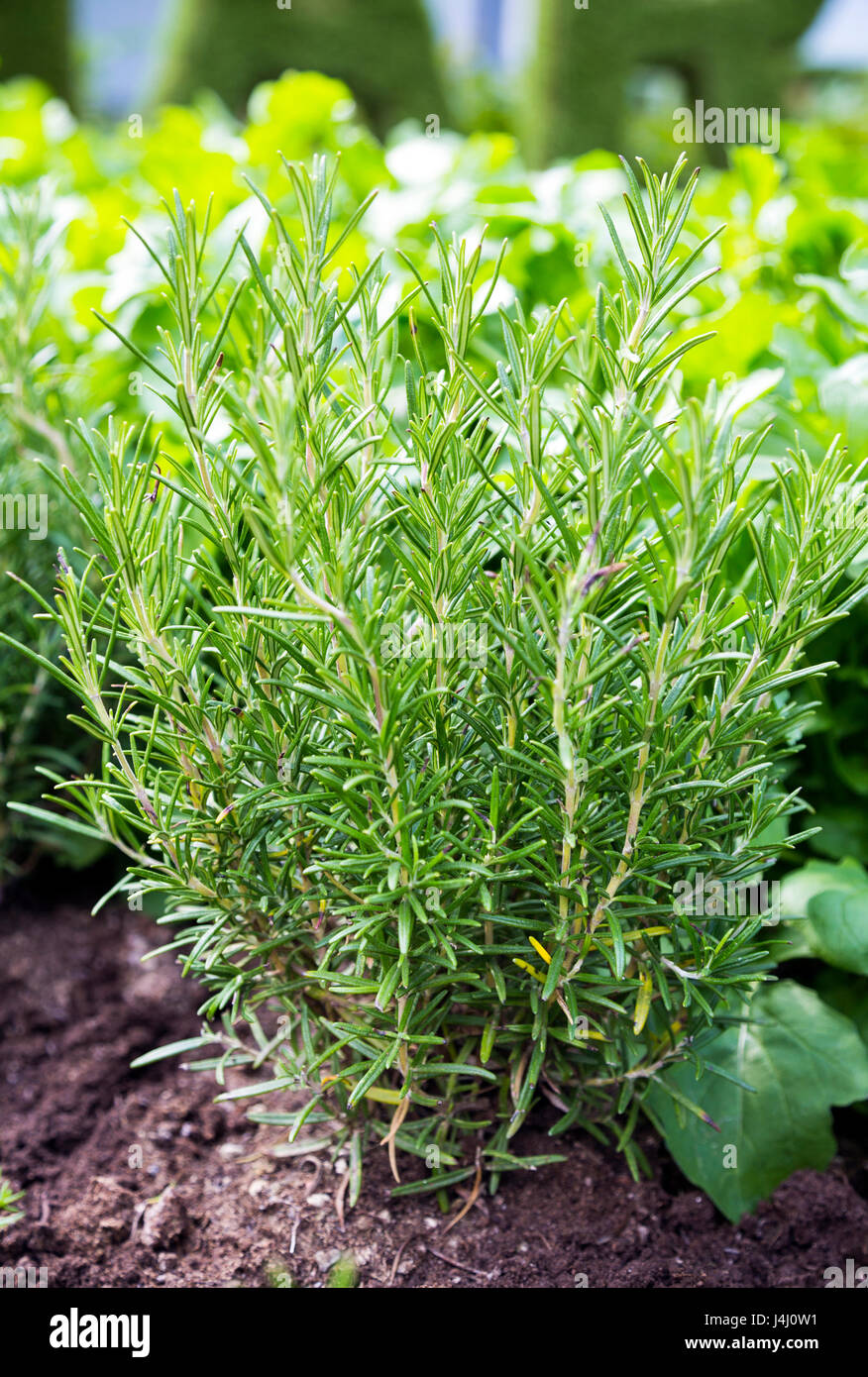 Rosemary (Rosmarinus officinalis) plant growing in a garden Stock Photo