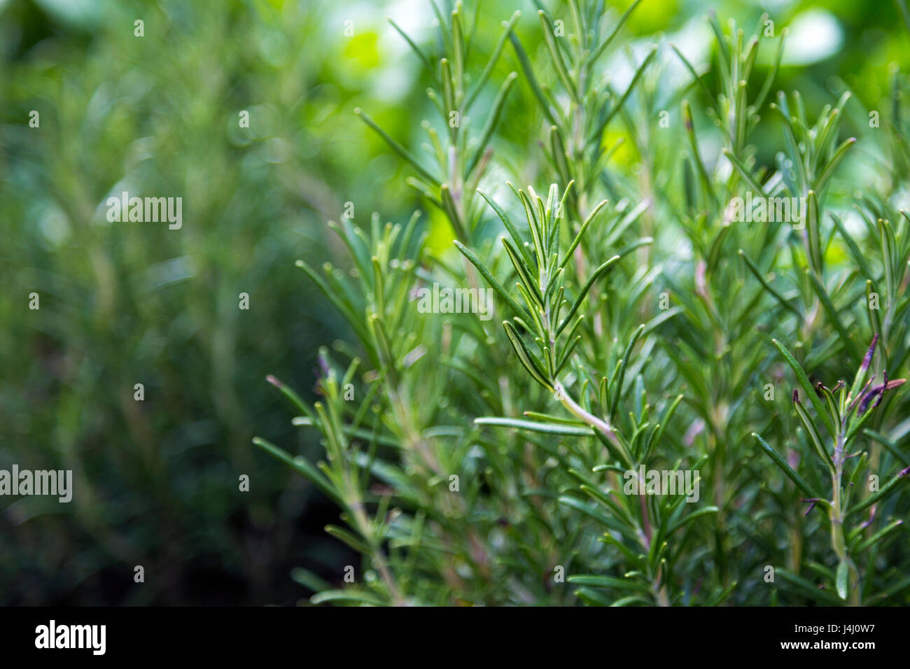 Rosemary (Rosmarinus officinalis) plant growing in a garden Stock Photo