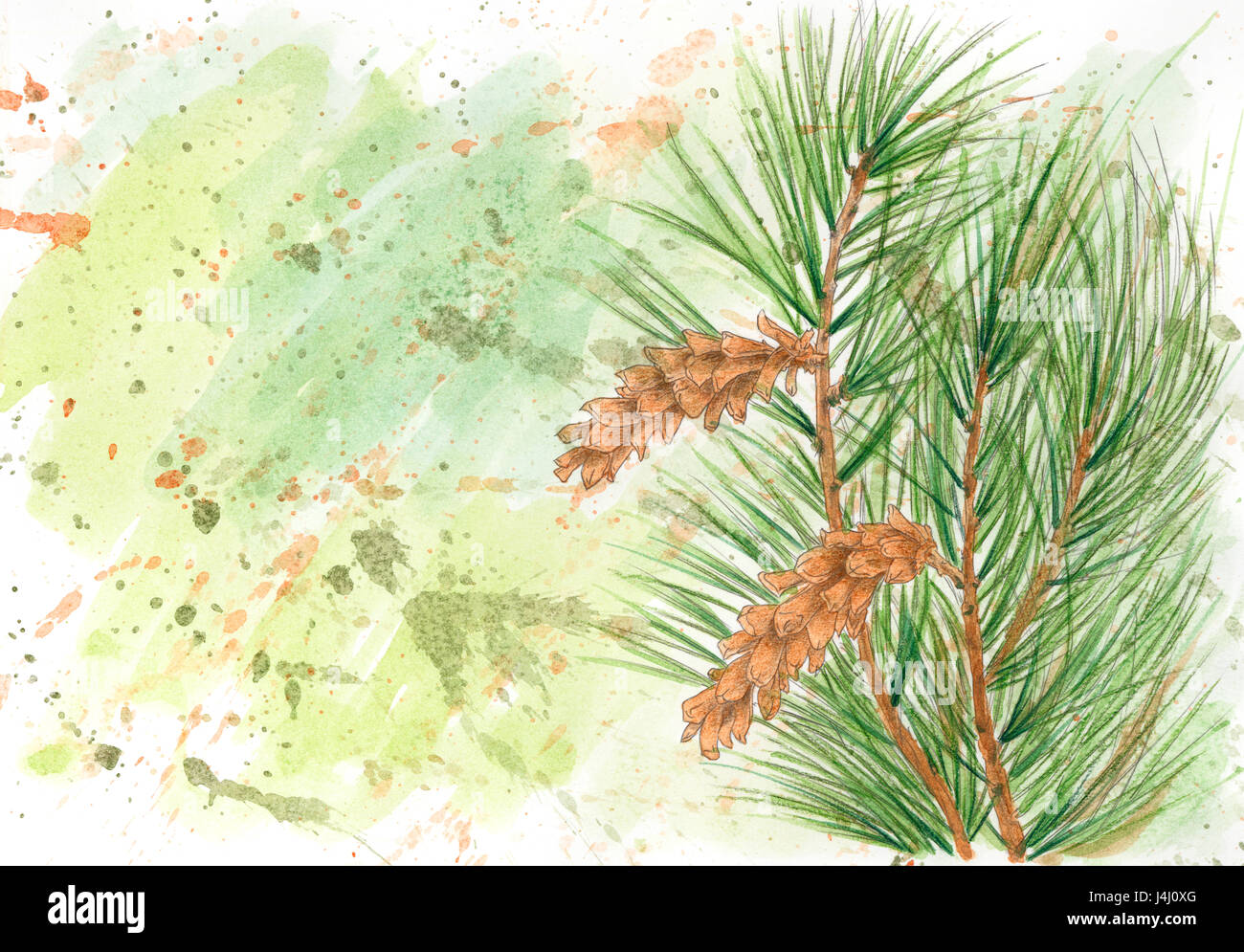 Grunge background with Weymouth pine (Pinus strobus). Splash paint technique. Colored pencils and watercolor on paper. Stock Photo