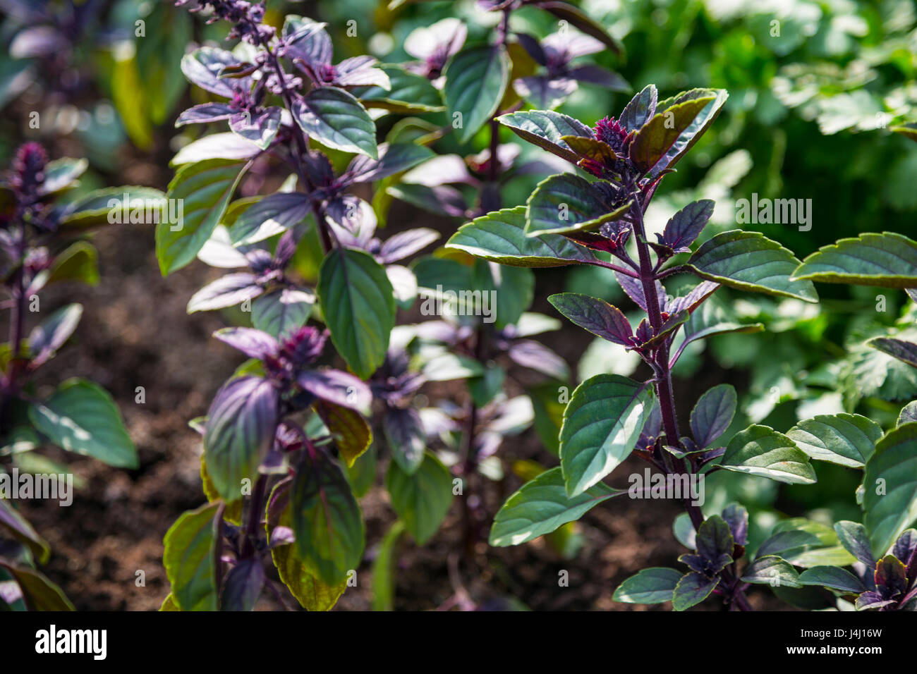 Purple Basil (Ocimum basilicum) growing in the garden Stock Photo