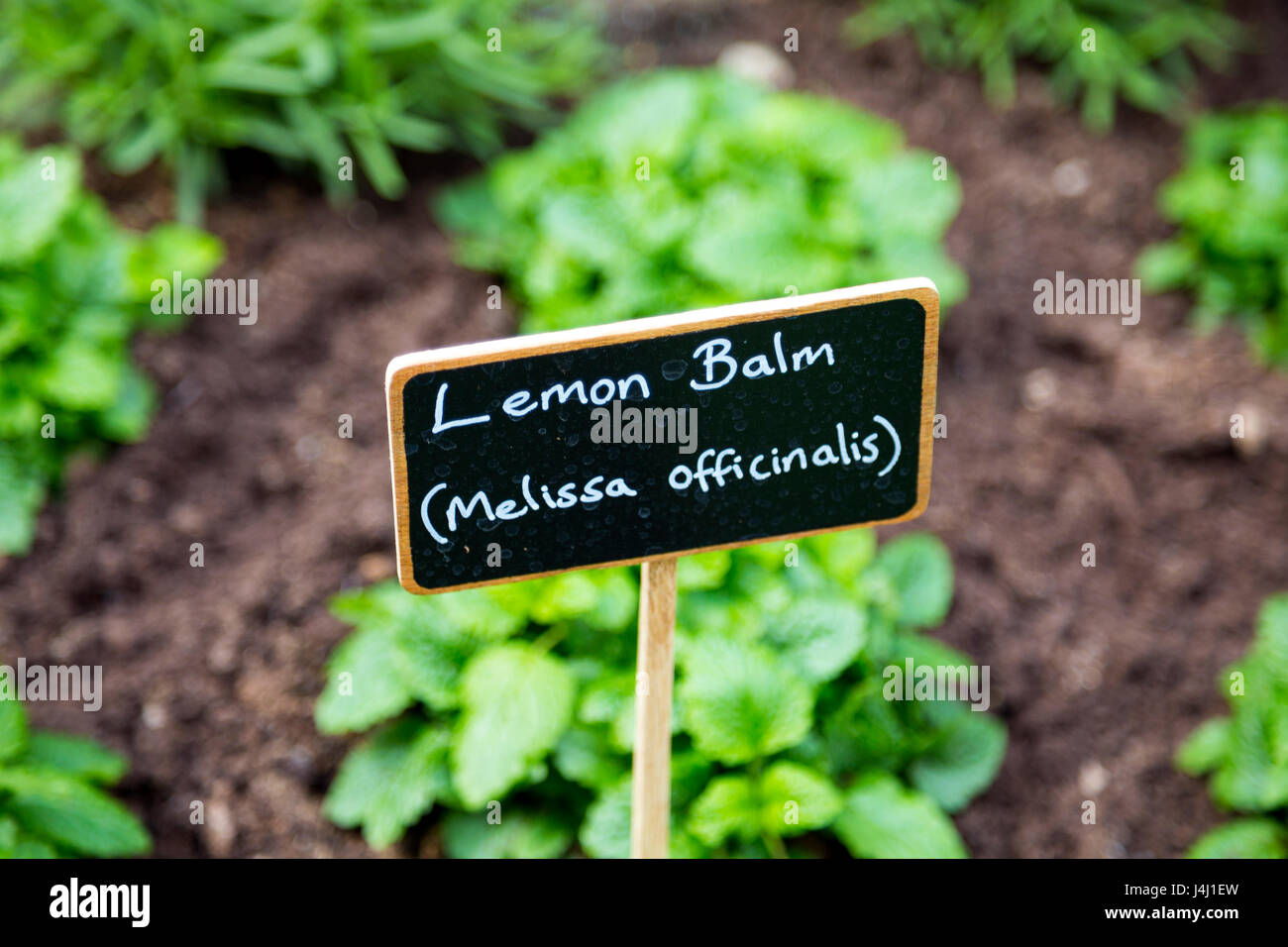 Label for Lemon Balm (Melissa Officinalis) in the garden Stock Photo