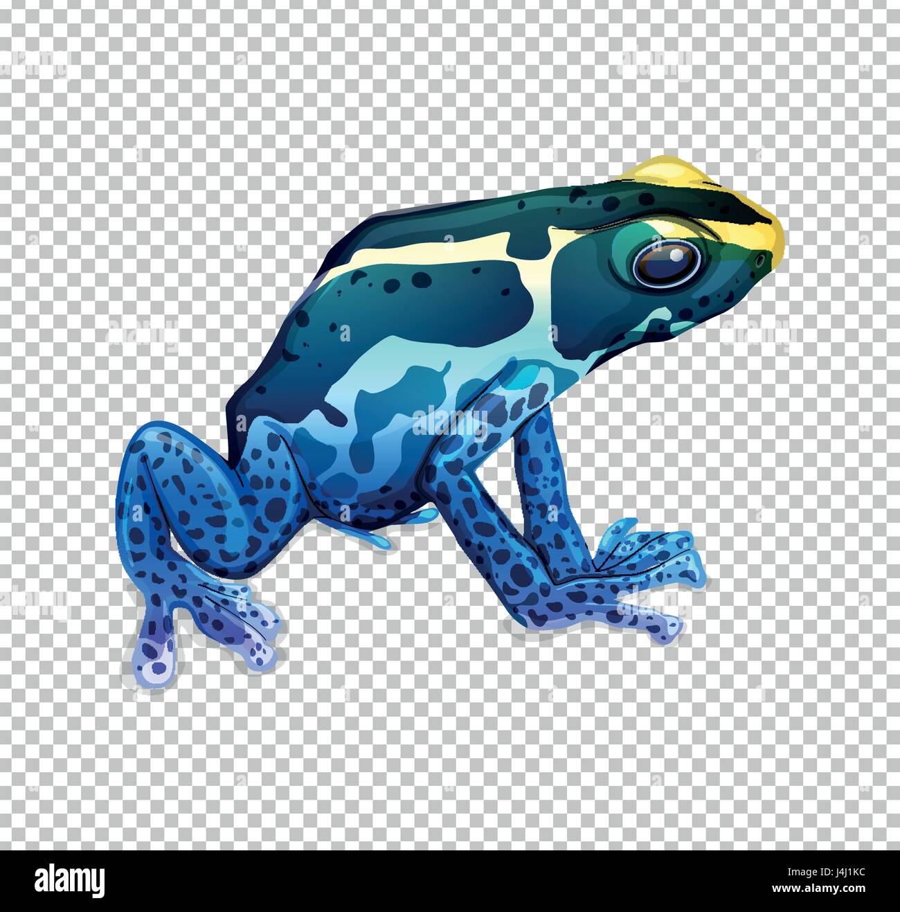 Blue frog on transparent background illustration Stock Vector Image