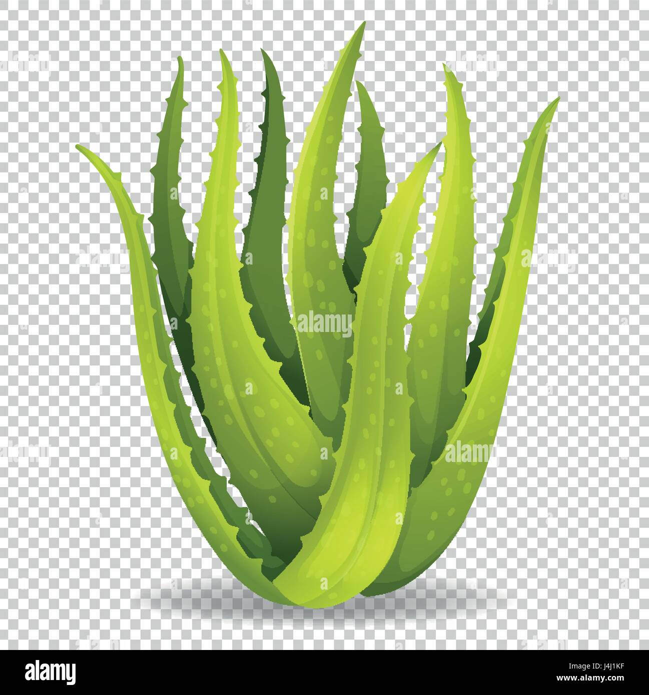 Aloe Vera On Transparent Background Illustration Stock Vector Image Art Alamy