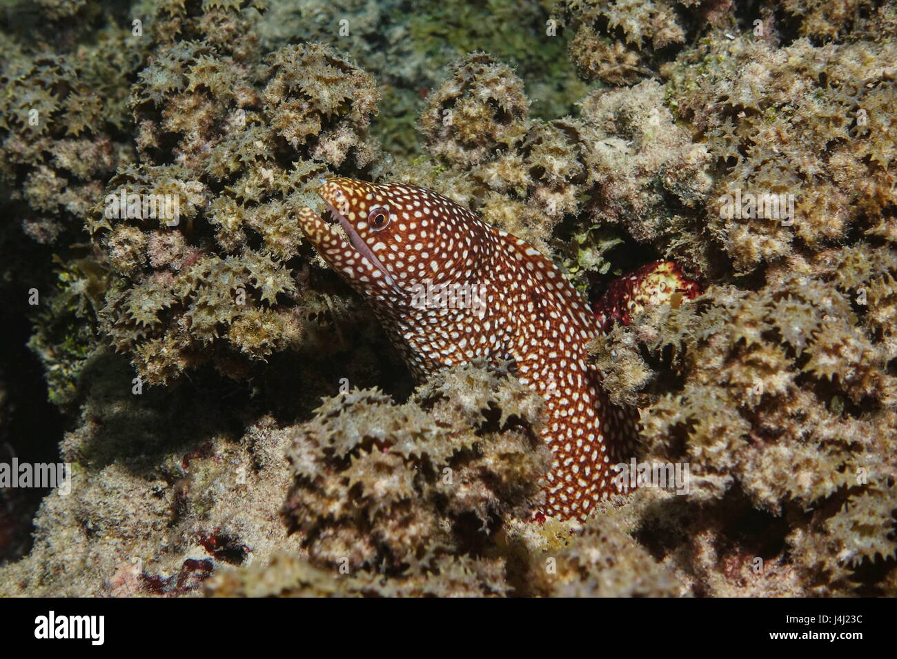 A turkey moray, Gymnothorax meleagris, also known as the guineafowl moray or whitemouth moray, underwater in the lagoon of Bora Bora, Pacific ocean Stock Photo