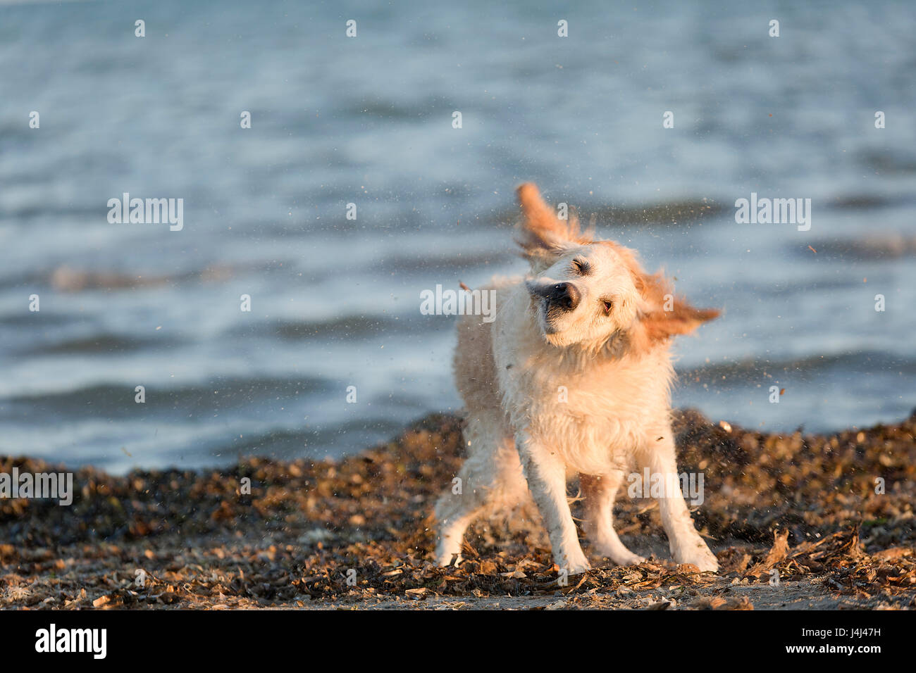 Santa Pola Beach Dog High Resolution Stock Photography and Images - Alamy