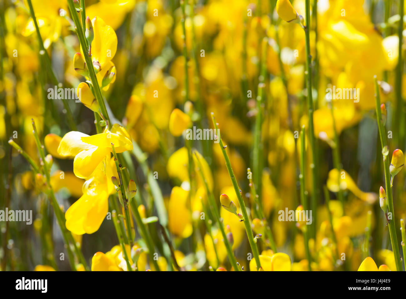 Hiniesta in spring with its yellow flowers. Scientific name is Genista cinerea. Photo taken in the Sierra del Segura, Albacete, Spain. Stock Photo