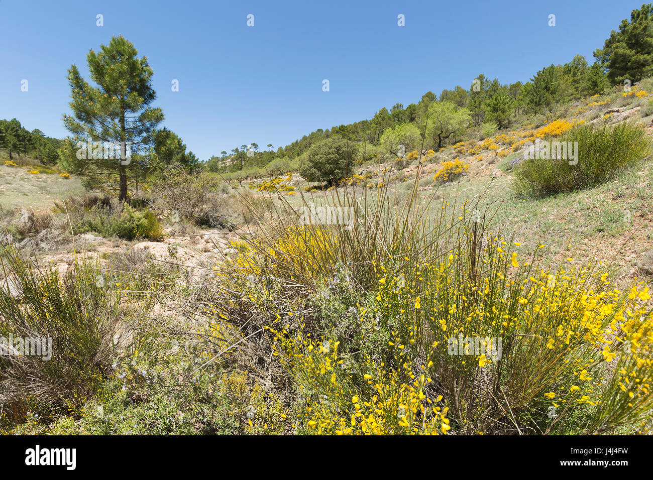 Hiniesta in spring with its yellow flowers. Scientific name is Genista cinerea. Photo taken in the Sierra del Segura, Albacete, Spain. Stock Photo
