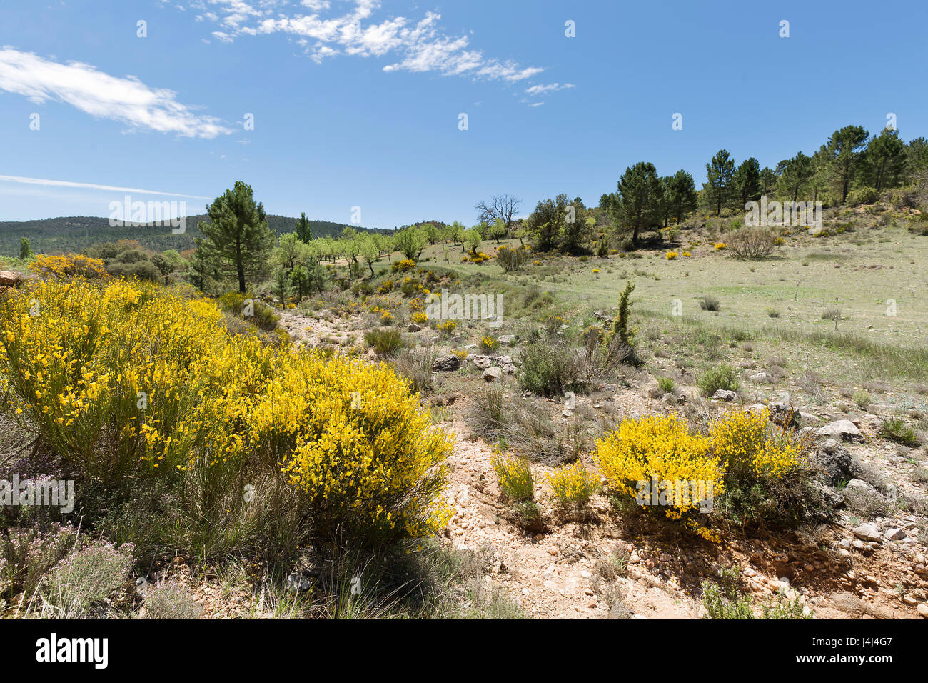 Landscape in Cañadas de Haches de Arriba, Bogarra province of Albacete in Spain. Stock Photo