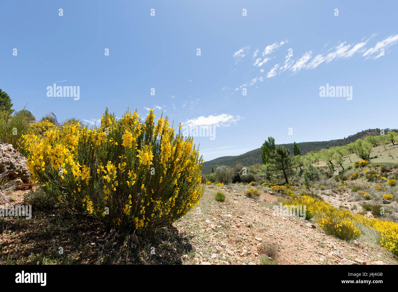 Landscape in Cañadas de Haches de Arriba, Bogarra province of Albacete in Spain. Stock Photo