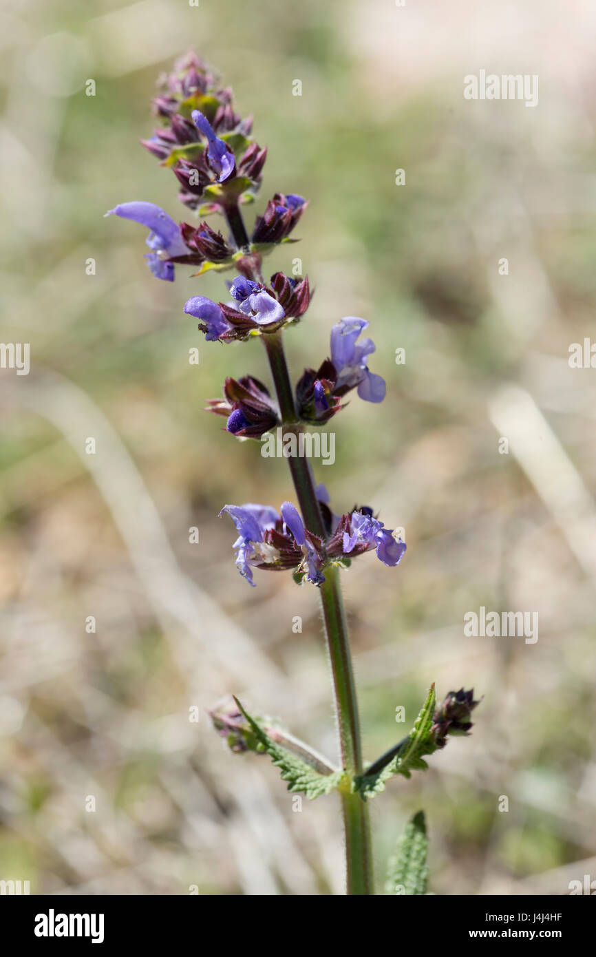 Perennial plant with a rhizome from which long stolons emerge, whose scientific name is: Ajuga reptans L. Photo taken in Sierra del Segura, Albacete,  Stock Photo
