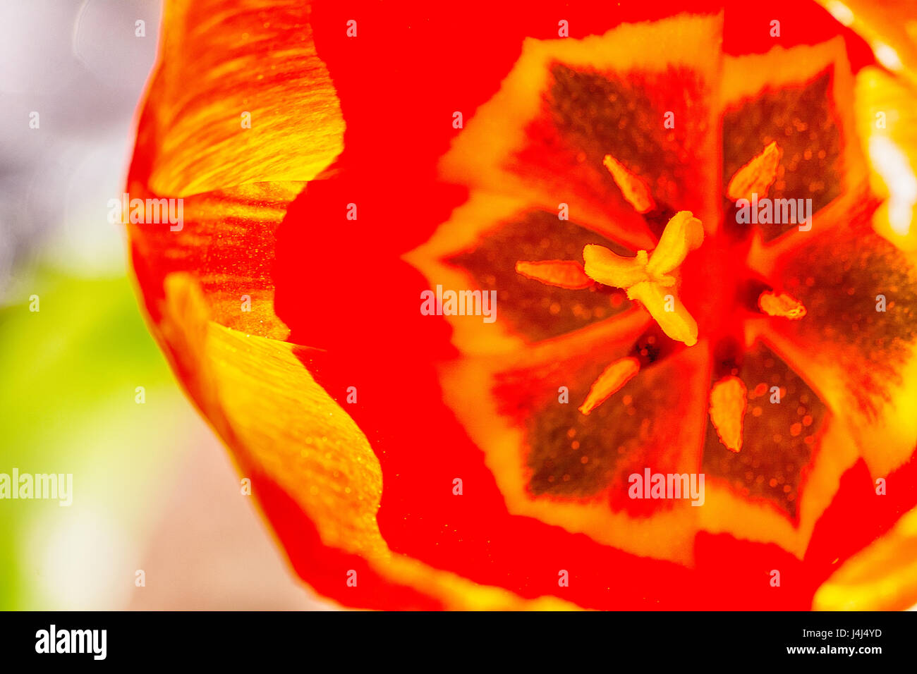 Tulip in the garden Stock Photo - Alamy