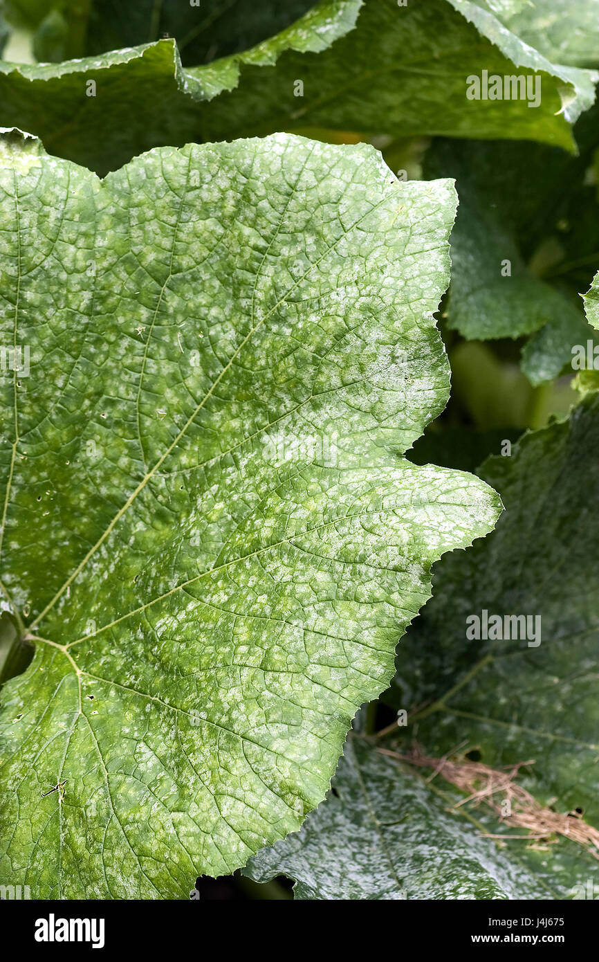 Squash plant leaf infected with Powdery Mildew disease. Stock Photo