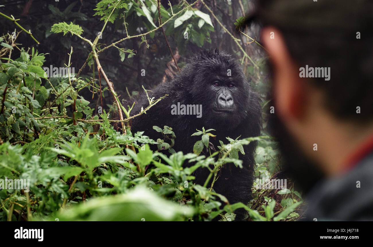 Tourist observing mounta gorilla Stock Photo