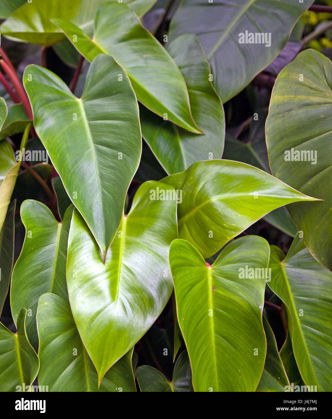 Red Emerald Philodendron, Philodendron erubescens. Stock Photo