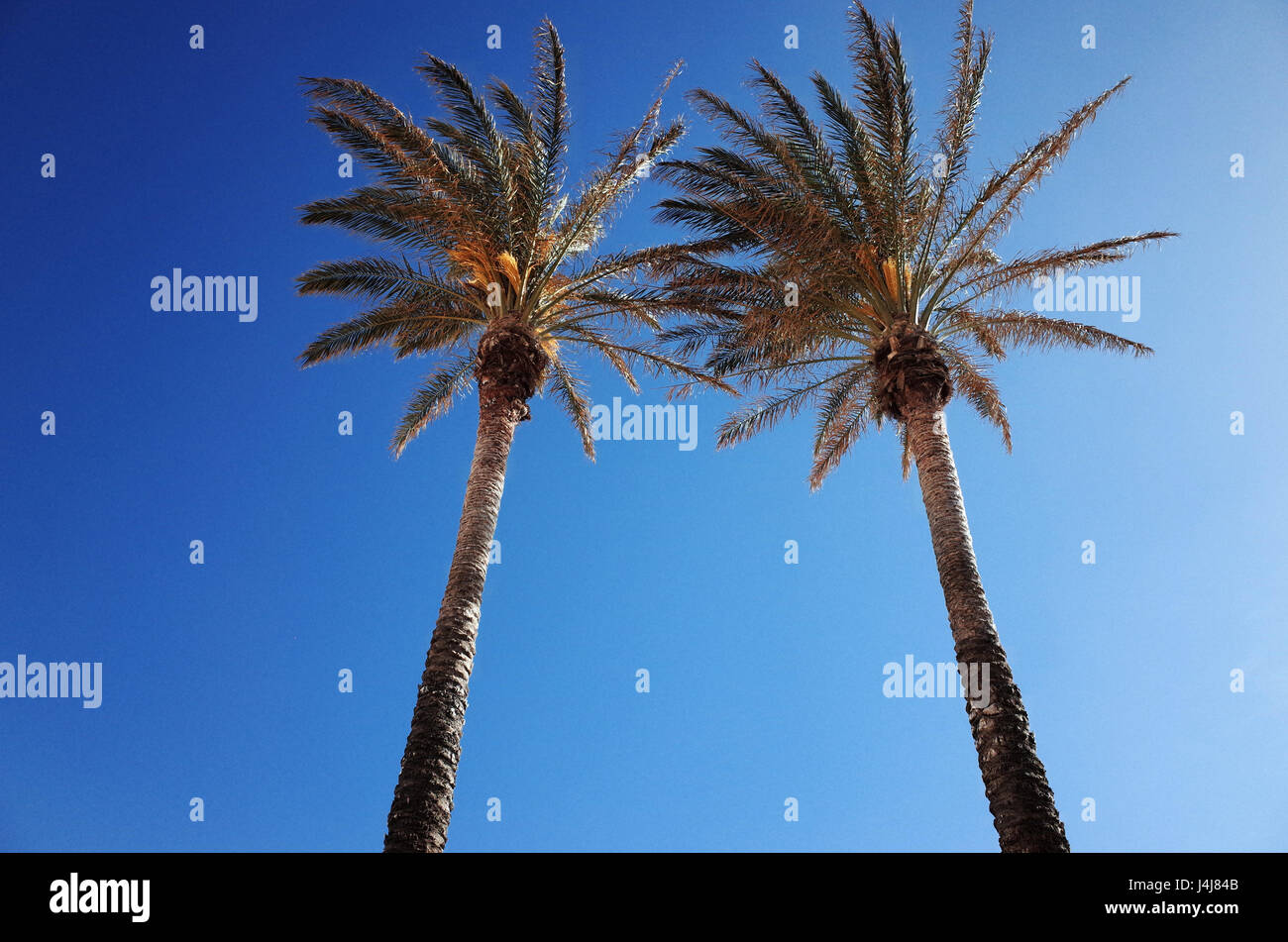 American palm (washingtonia robusta) Stock Photo