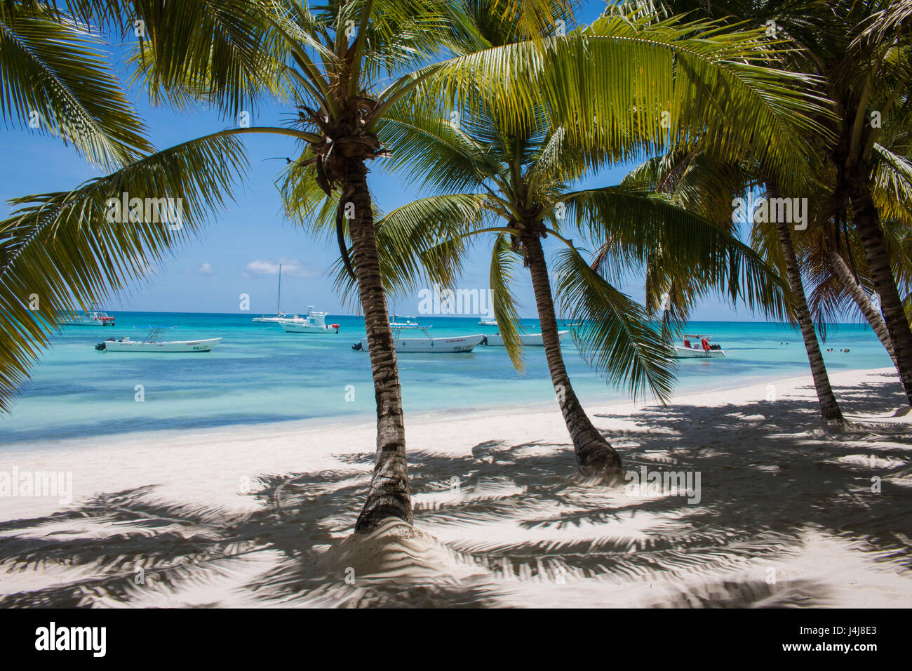 Palm trees on the saona island in the caribbean. Stock Photo