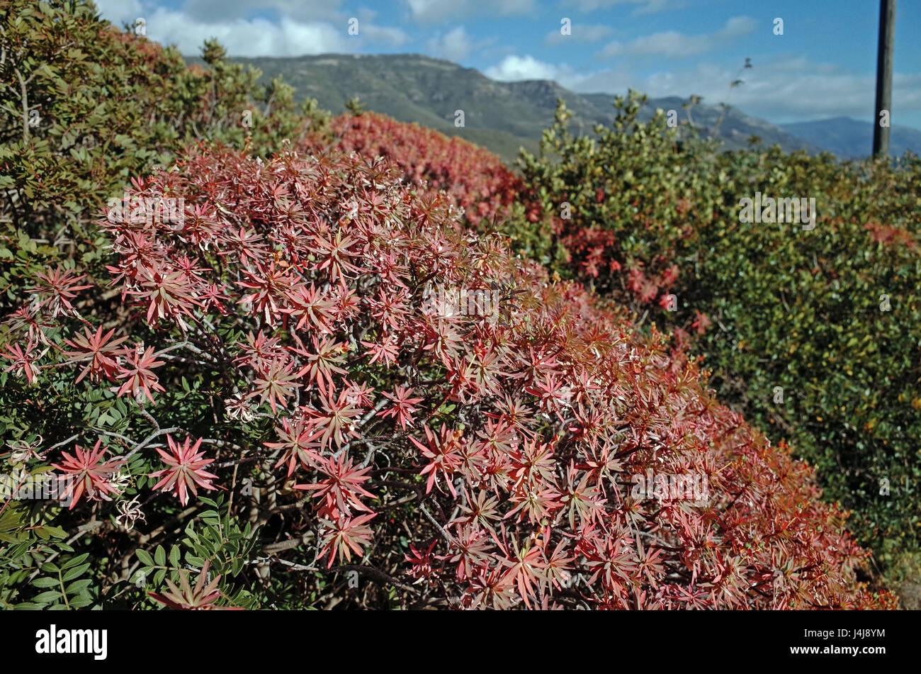 Woody spurge (euphorbia dendroides) near Alghero, Sardinia Stock Photo
