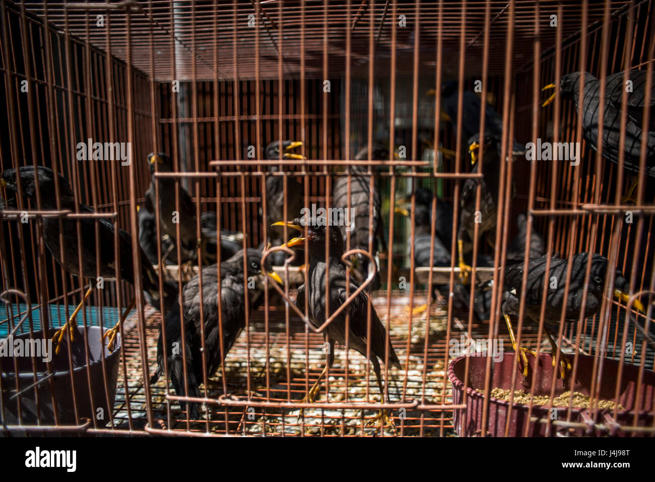 Caged birds at the Ngasem Bird market of Yogyakarta, Java, Indonesia. Stock Photo