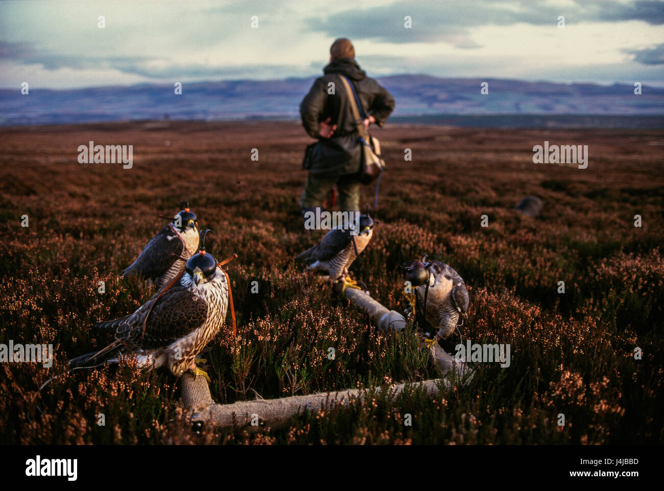 Two pair of falcons on a falconer's purpose made frame wait in moorland heather pre flight, Gleneagles, Scotland. Stock Photo