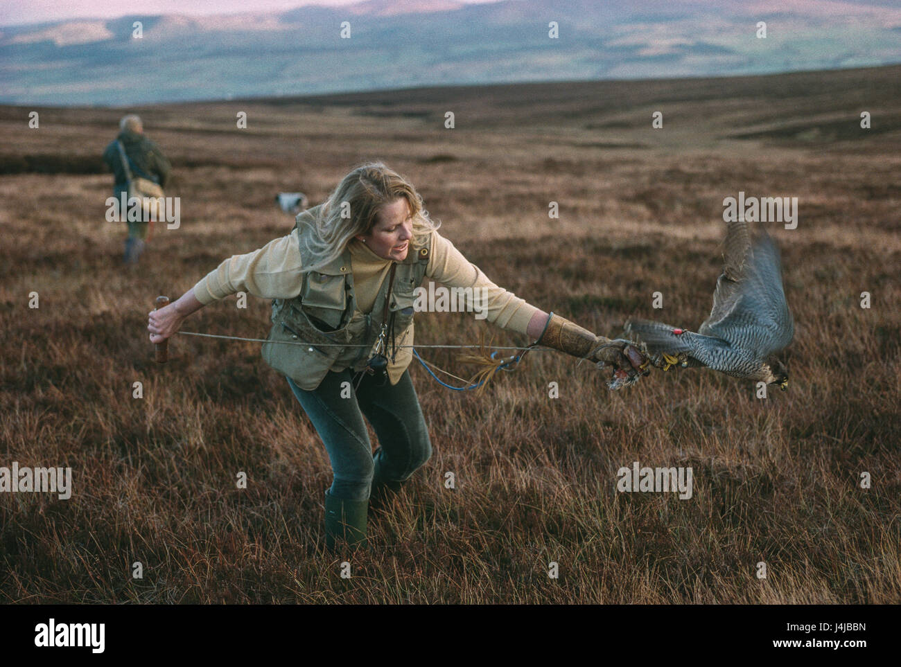 Falconer Emma Ford grapples with a falcon returning from a flightier the Scottish moors, Gleneagles, Scotland. Stock Photo