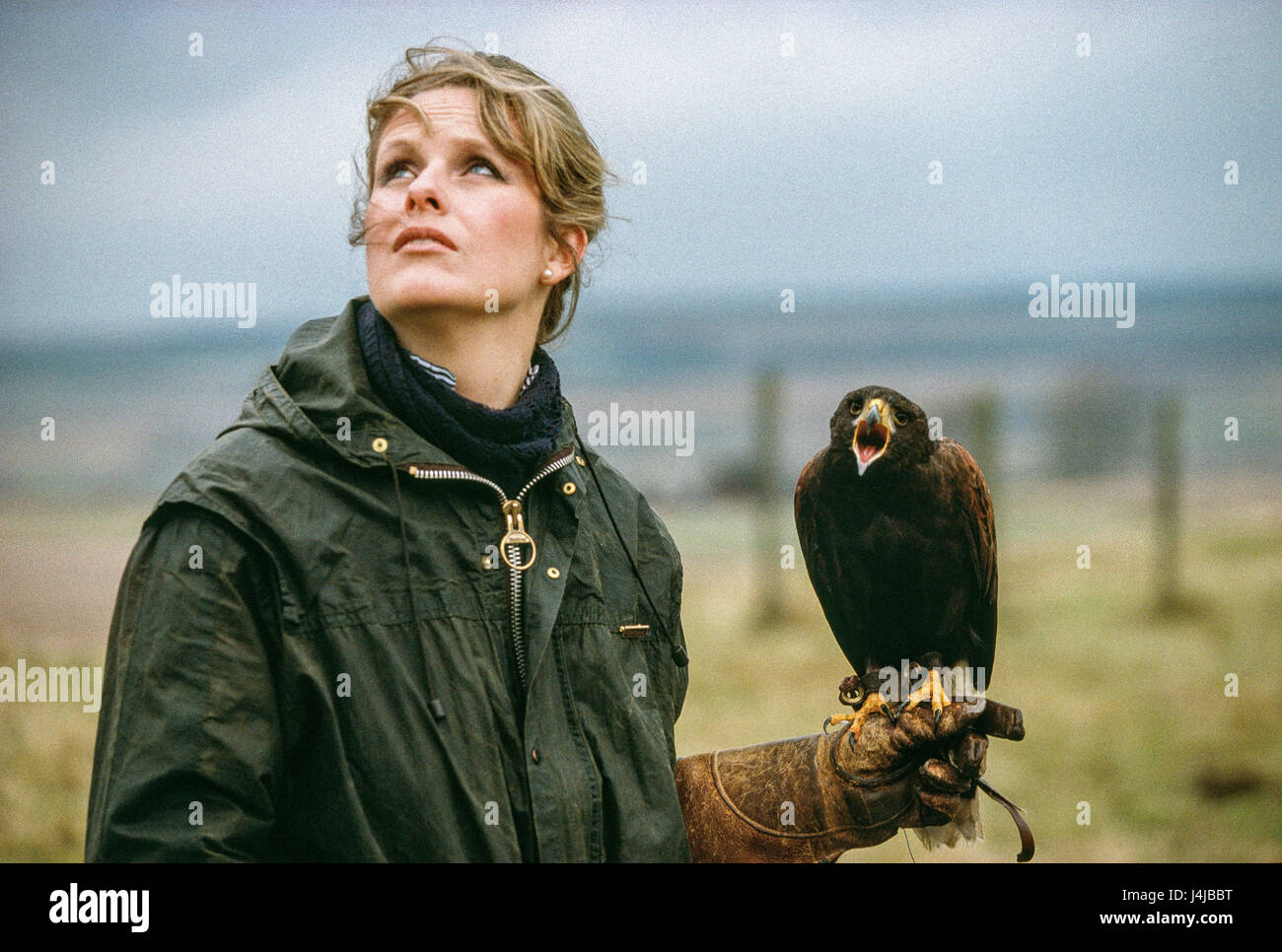 Falconer Emma Ford holding a young tame eagle in her gloved hand before a flight in Gleneagles, Scotland. Stock Photo