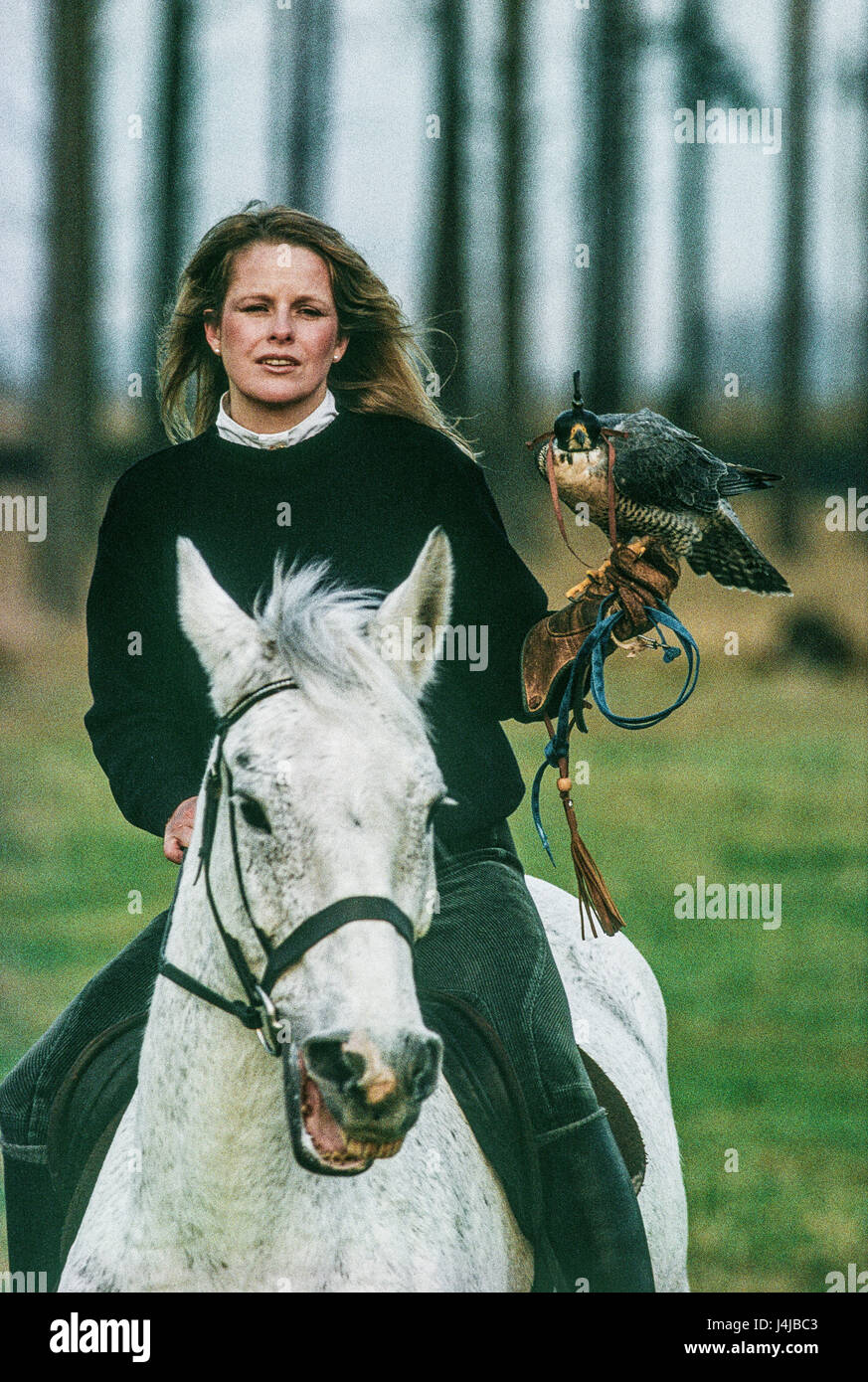 Falconer Emma Ford carrying a falcon in her gloved hand while riding a white horse near Gleneagles, Scotland. Stock Photo