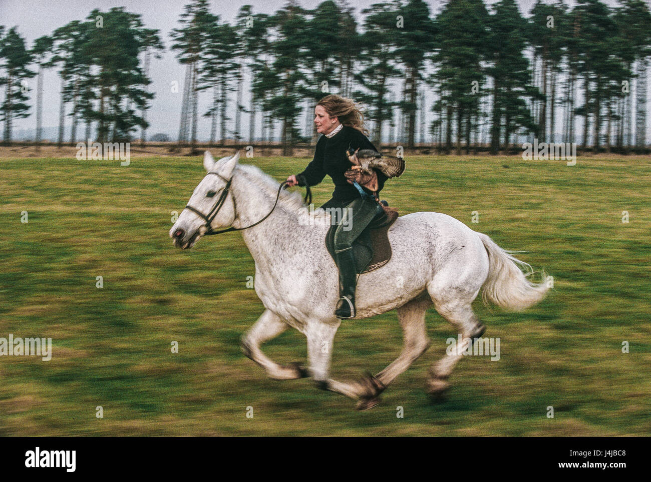 Falconer Emma Ford carrying a falcon in her gloved hand while riding a white horse near Gleneagles, Scotland. Stock Photo