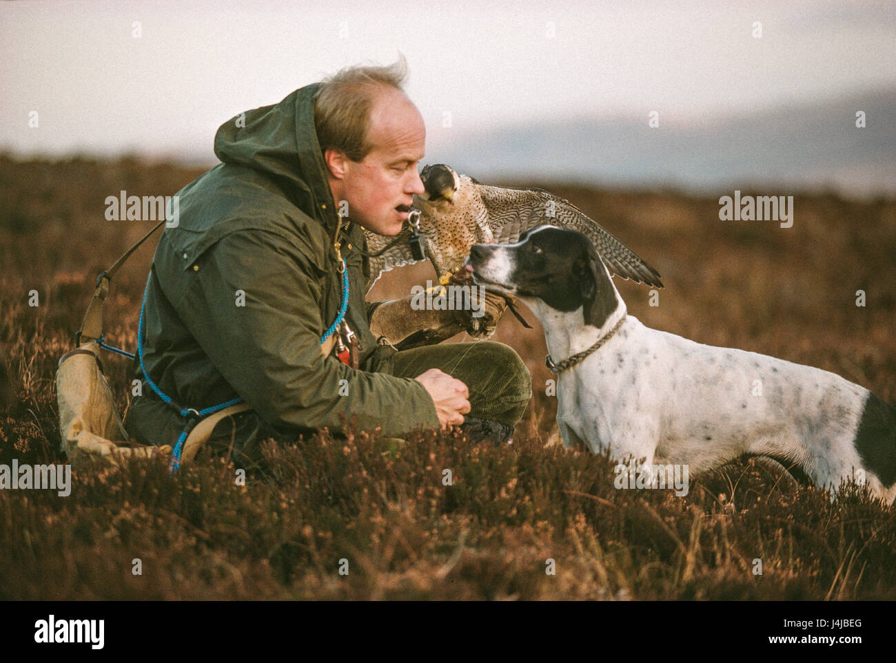 British falconer Steve Ford on Gleneagles moors, Scotland. Stock Photo