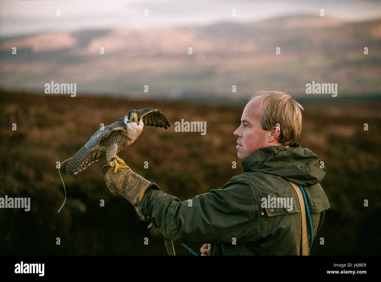 British falconer Steve Ford on Gleneagles moors, Scotland. Stock Photo