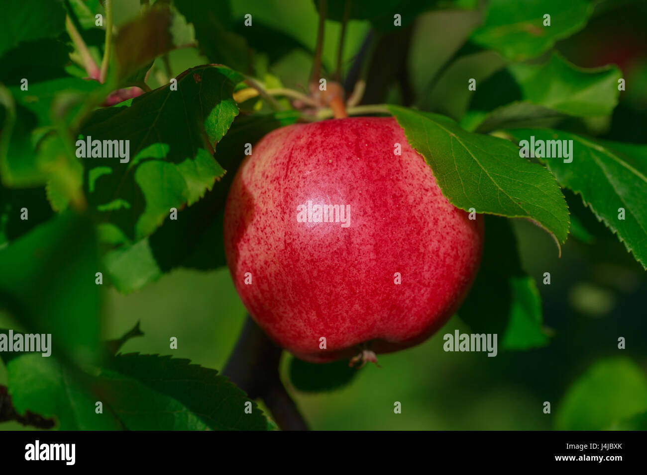 Gala apples in the orchard Stock Photo Alamy
