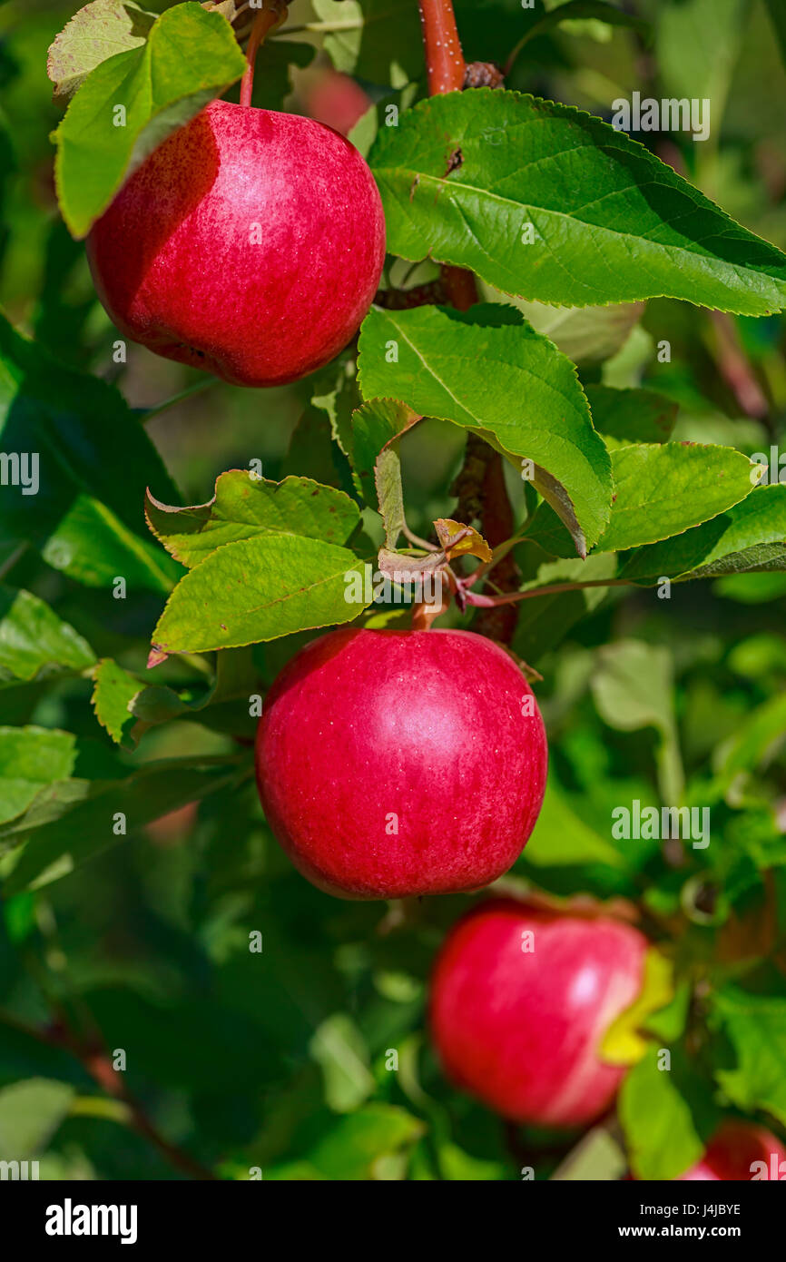 Gala apples in the orchard Stock Photo Alamy