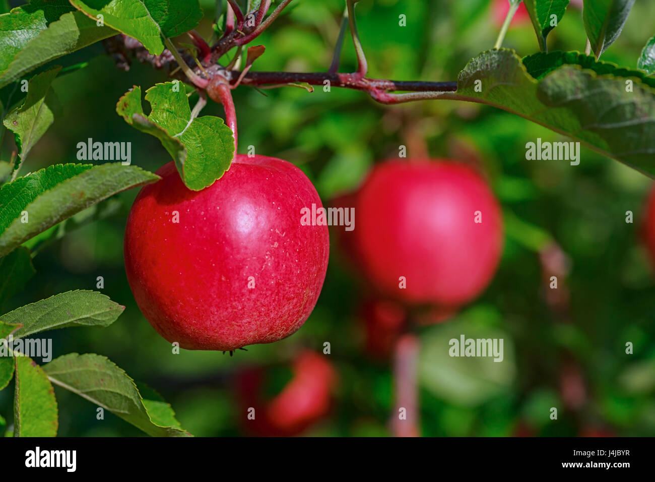Gala apples in the orchard Stock Photo Alamy