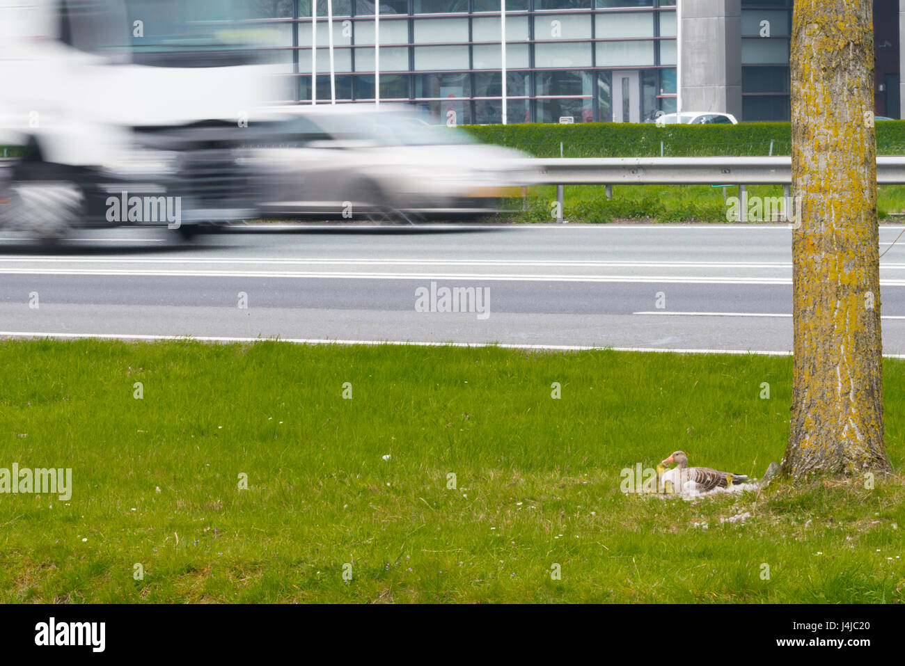Geese with nest and chicks breed on the edge of a road with cars and truck Stock Photo
