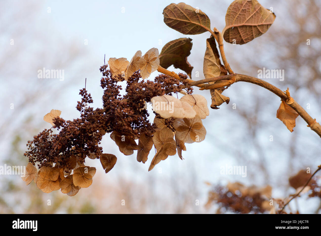 dried dead hydrangea flowers and leaves outside in wintertime Stock