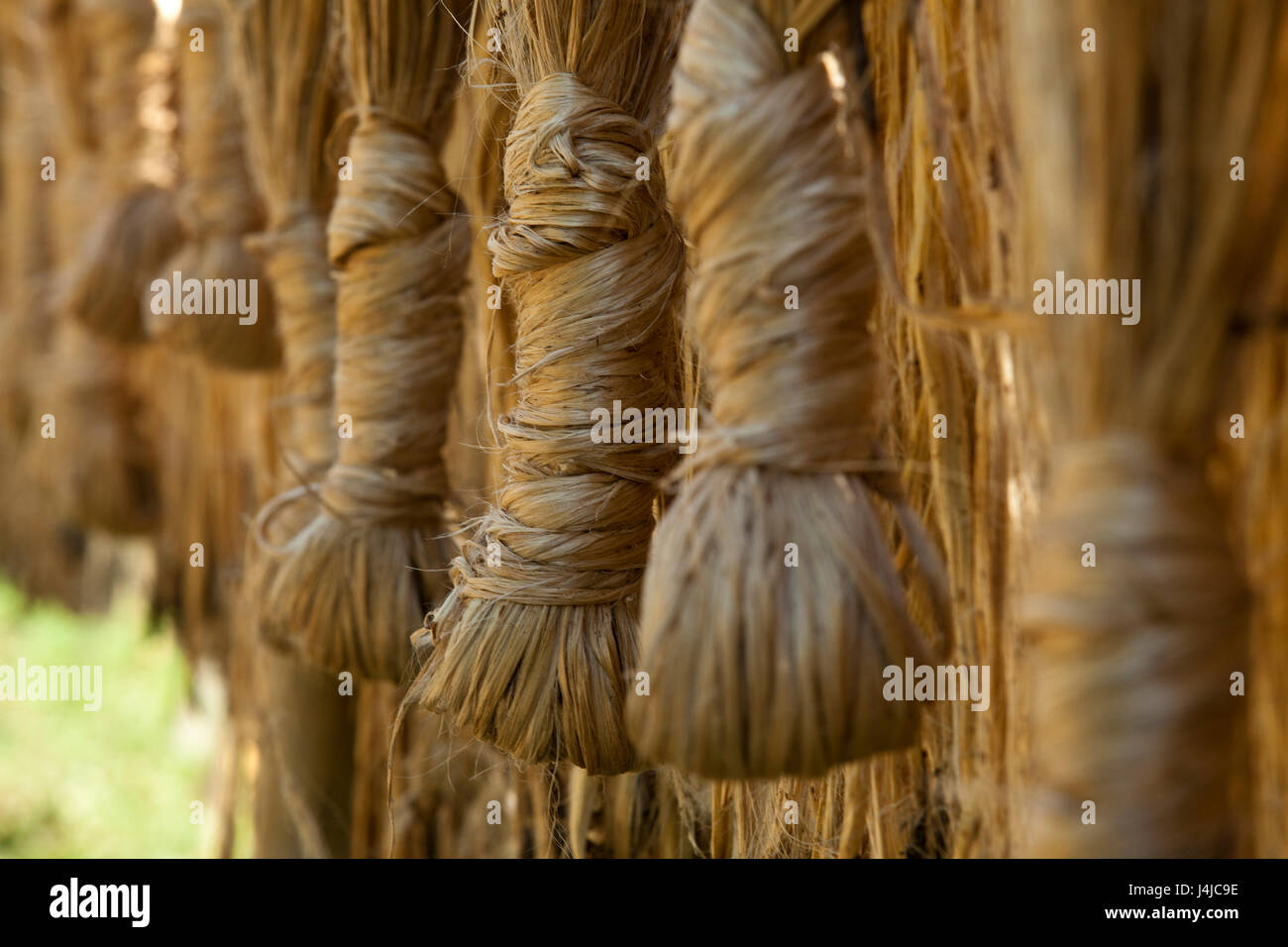 Jute fibres hang for drying in Gopalganj, Bangladesh. Stock Photo