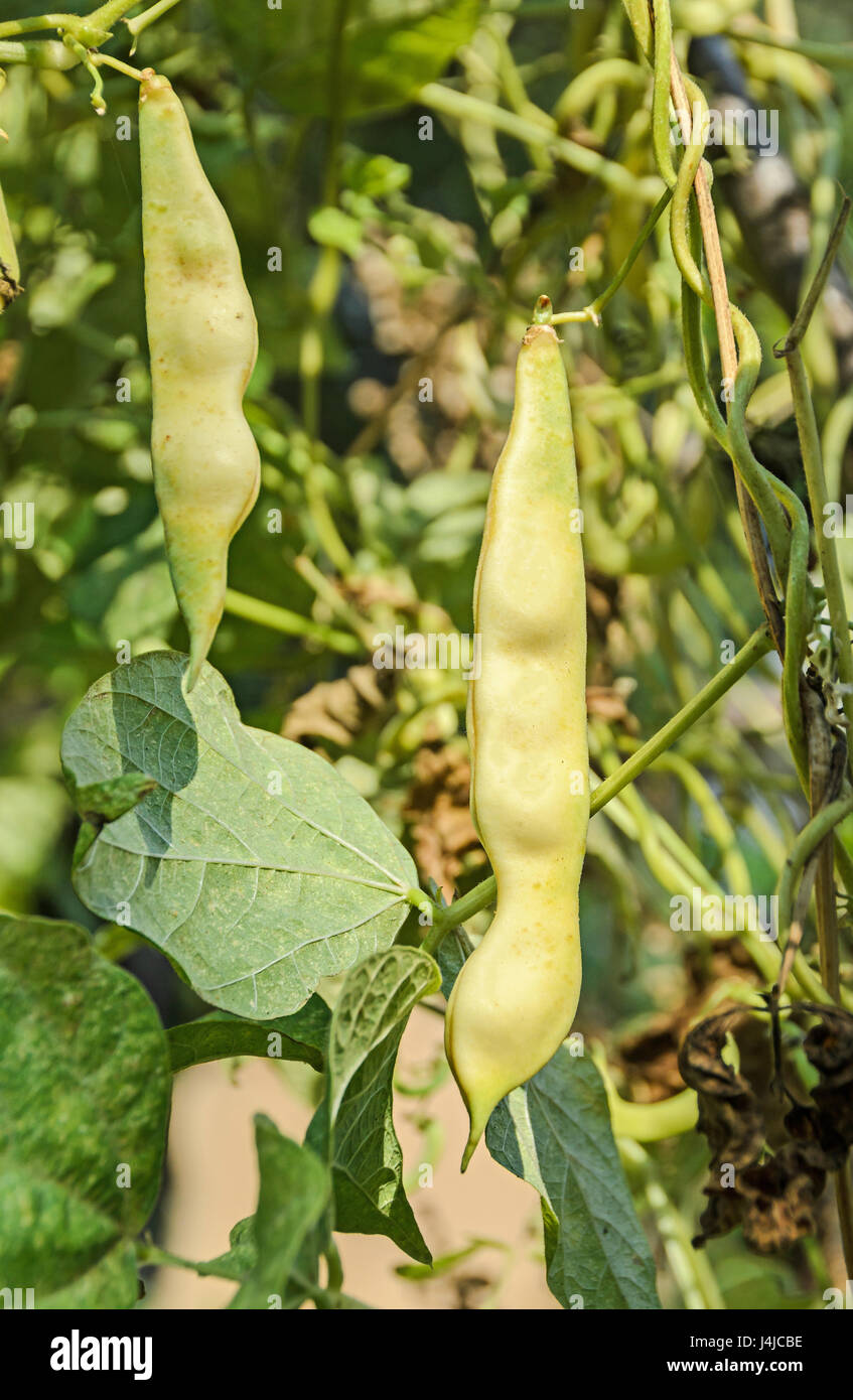 Green beans, Phaseolus vulgaris, string bean, field bean, flageolet