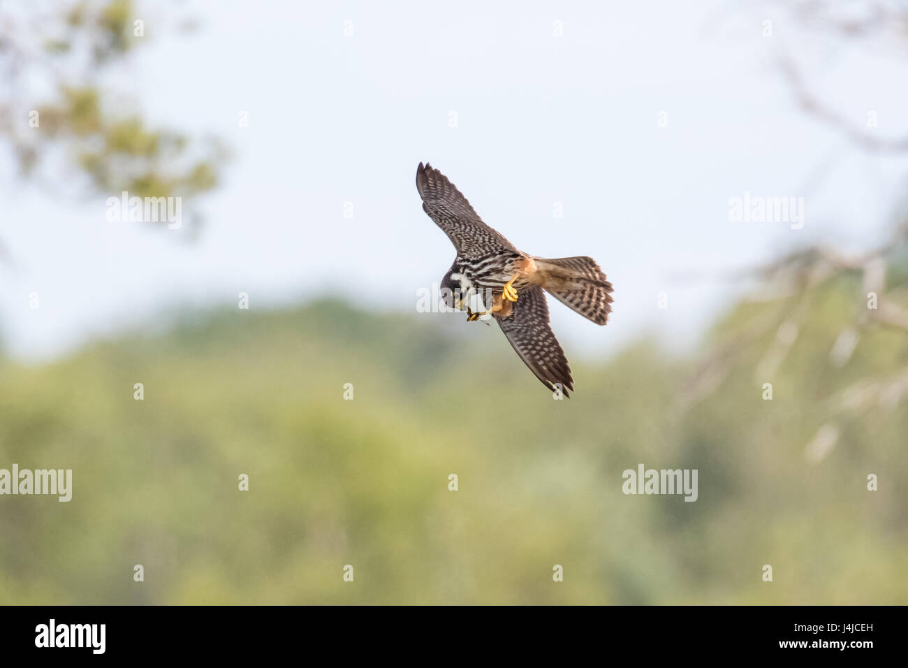 Eurasian Hobby falcon (Falco subbuteo) flying, in flight, feeding predating on dragonflies dragonfly prey on the wing on-the-wing Stock Photo