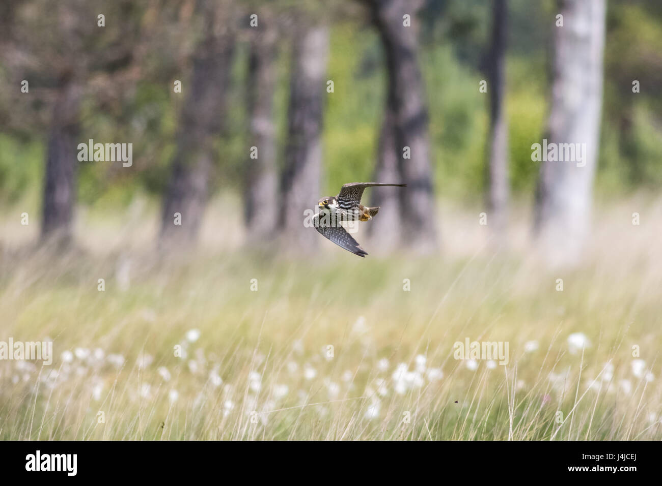 Eurasian Hobby falcon (Falco subbuteo) flying, in flight low and fast across a cottongrass heathland with  tree trunks behind Stock Photo