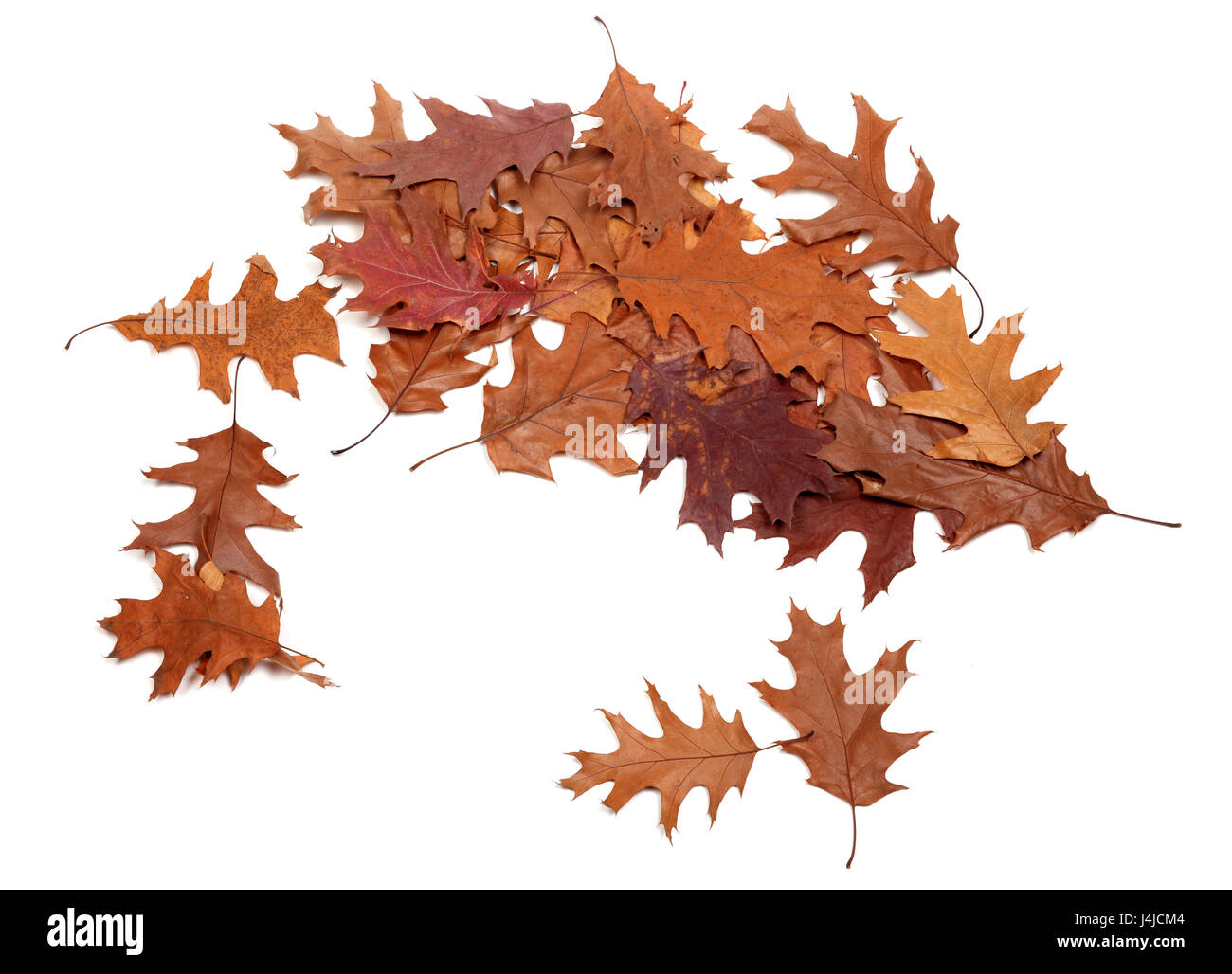 Swamp white oak leaf hi-res stock photography and images - Alamy