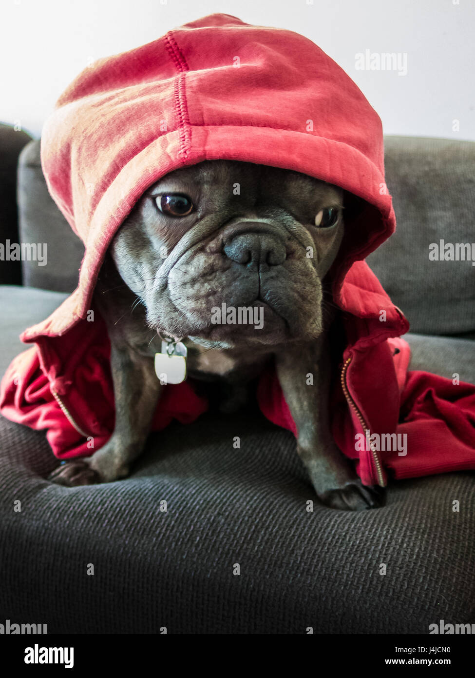 Bored French Bulldog Red Riding Hood on a grey couch. Stock Photo