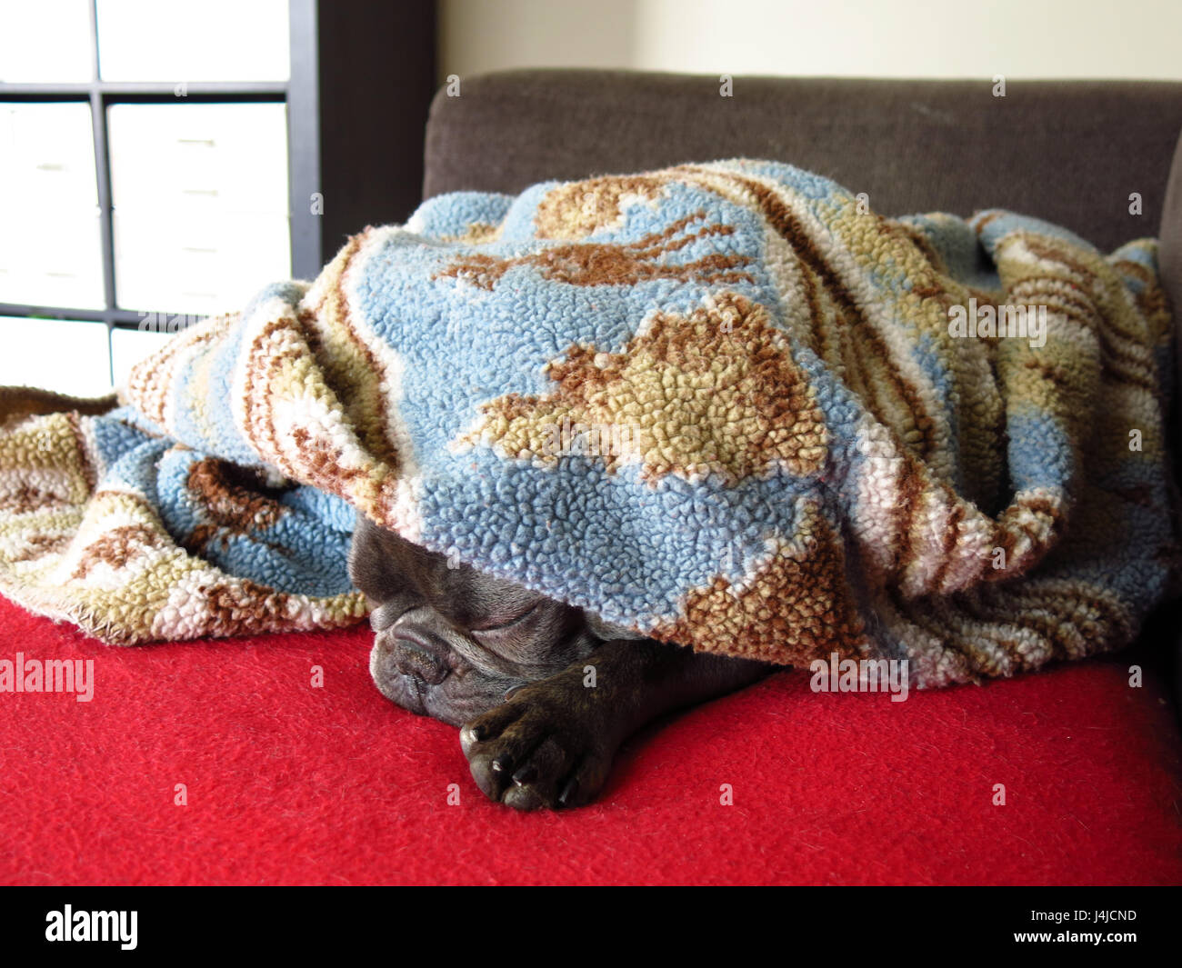 Lovely Frenchie napping under a cozy wool blanket on a sofa after a meal Stock Photo